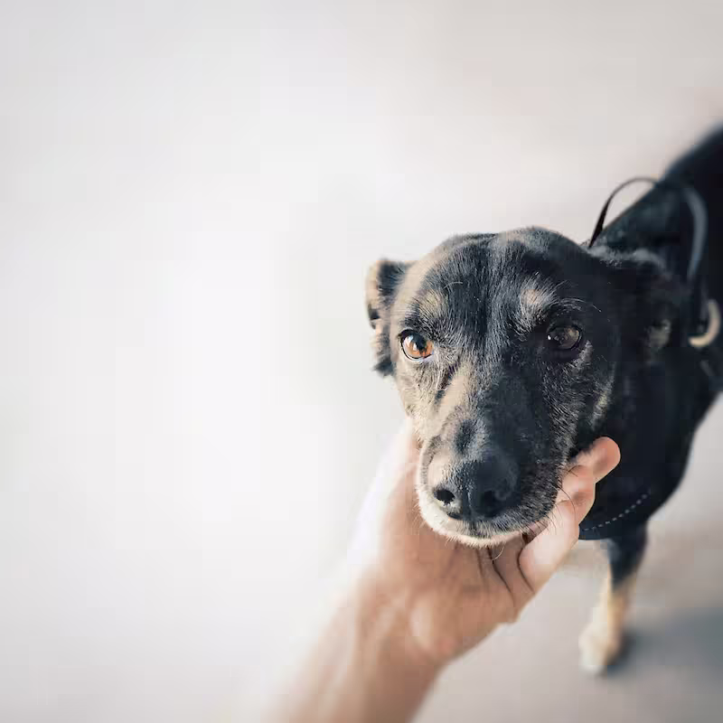 Dog having his face stroked