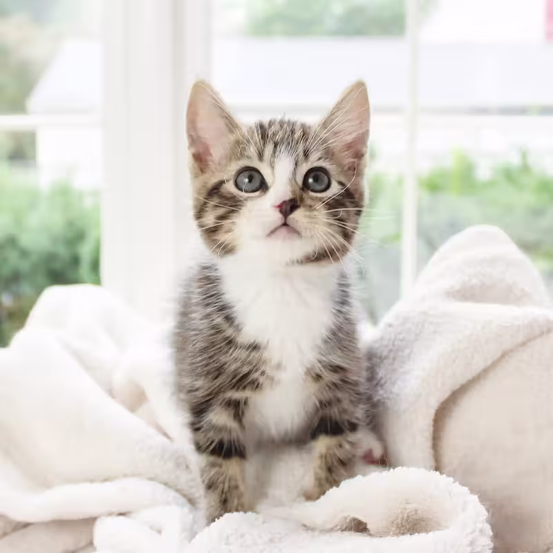Kitten looking up