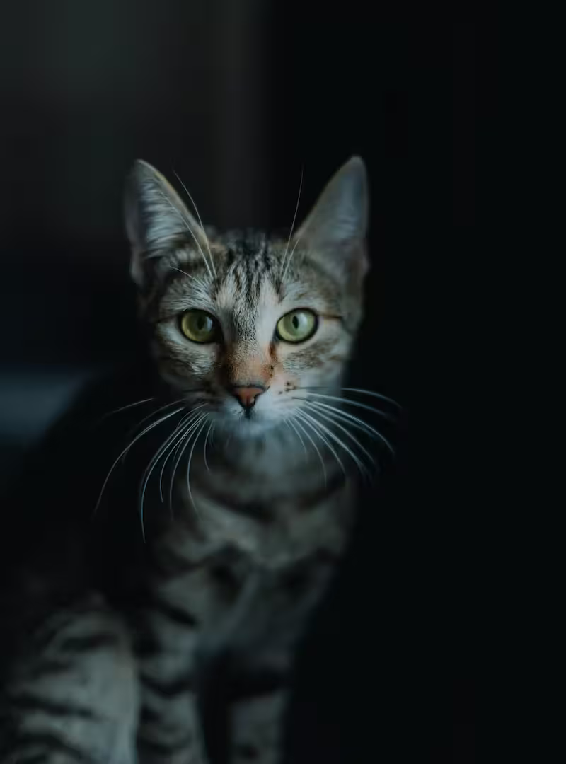 Young cat with a dark background